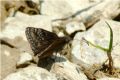Erynnis tages